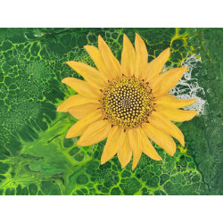 156 Sunflower